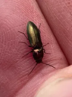 Nitidolimonius weidtii thumbnail 3