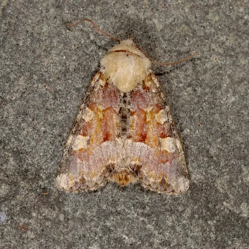 Oligia rampartensis