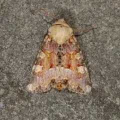 Oligia rampartensis thumbnail 1