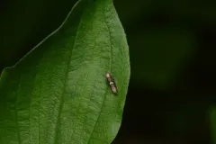 Acrolepiopsis californica thumbnail 3