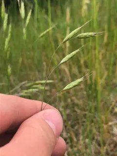 Field Brome thumbnail 2