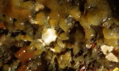 Eudistoma ritteri thumbnail 2