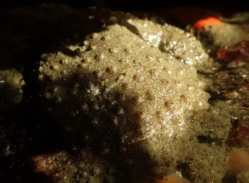 Sand Tunicate