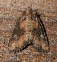 Broken-lined Brocade Moth thumbnail 2