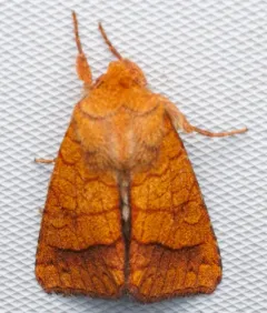 Bordered Sallow thumbnail 3