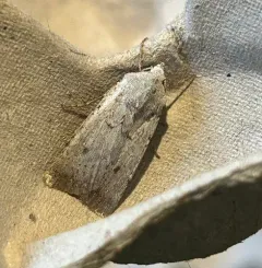 White Cutworm Moth thumbnail 3