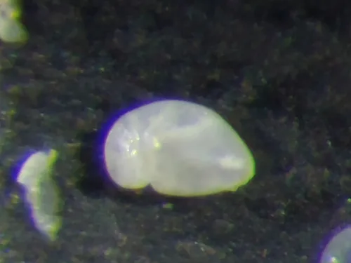 Nonionellina labradorica