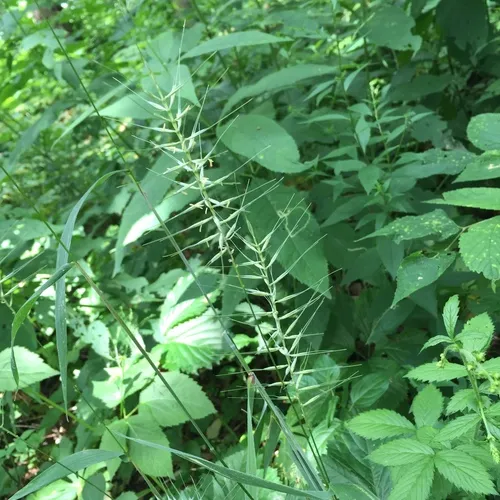 bottlebrush grass