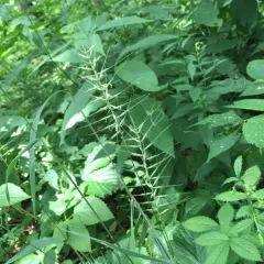 Bottlebrush grass