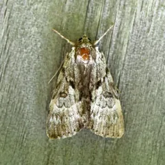 Gloomy Underwing thumbnail 3