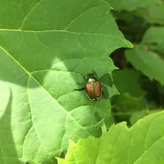 Japanese Beetle thumbnail 5