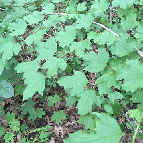 mapleleaf viburnum
