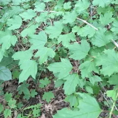 mapleleaf viburnum thumbnail 1