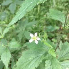 white avens thumbnail 4