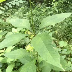 sweet Joe-Pye-weed thumbnail 4