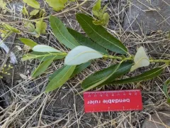 Arroyo Willow thumbnail 2