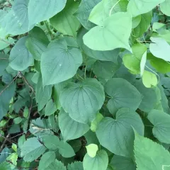 wild yam thumbnail 2