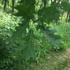 northern red oak thumbnail 5
