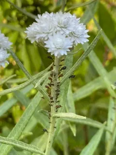 Pearly Everlasting Aphid thumbnail 4
