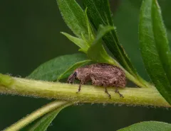 Granular Broad-nosed Weevil thumbnail 3