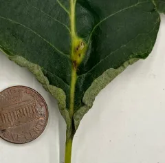 Bassettia flavipes thumbnail 4