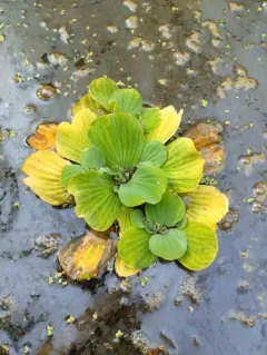 Water Lettuce thumbnail 2