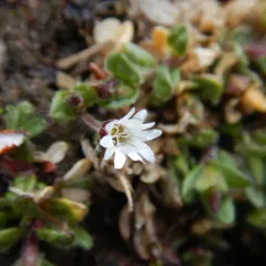 bering mouse-ear chickweed thumbnail 2