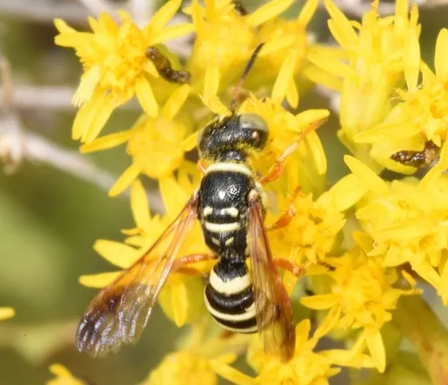 Eucerceris cressoni