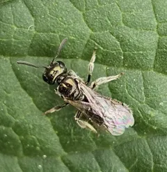 Bristle Sweat Bee thumbnail 3