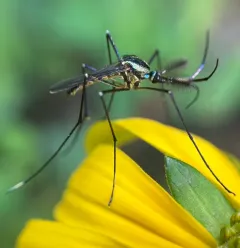 Elephant Mosquito thumbnail 4