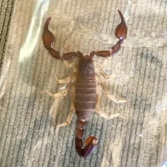 Western Forest Scorpion thumbnail 2