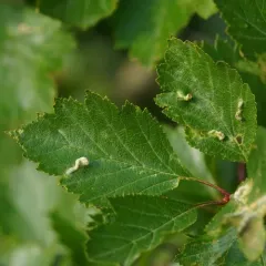 Blaesodiplosis crataegifolia thumbnail 4