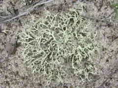 Labrador Prostrate Cladonia thumbnail 2