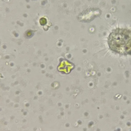 Lemmermannia tetrapedia