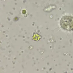 Lemmermannia tetrapedia thumbnail 1