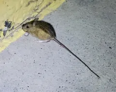 Southwestern Jumping Mouse thumbnail 3