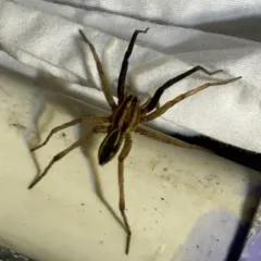 Rabid Wolf Spider thumbnail 3
