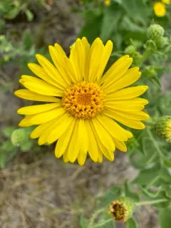 Camphorweed thumbnail 4