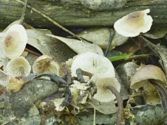 Gymnopus semihirtipes thumbnail 2