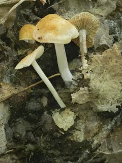 Orange-yellow Marasmius thumbnail 1