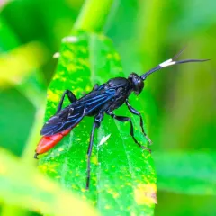 Protichneumon grandis thumbnail 4