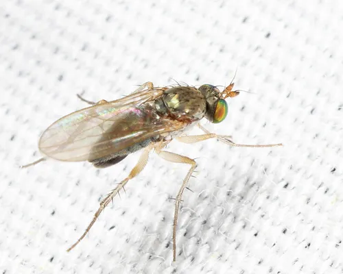 Gymnopternus debilis