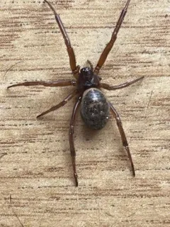 Noble False Widow thumbnail 3
