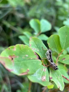 Payette's Short-wing Grasshopper thumbnail 2