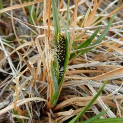 alpine tundra sedge thumbnail 1