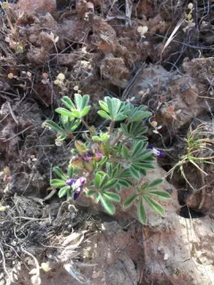 shortstem lupine thumbnail 4