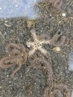 burrowing brittle star thumbnail 3