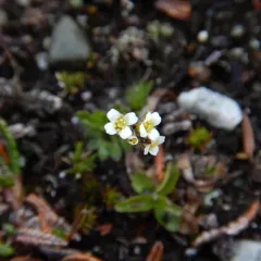 Milky Whitlow-grass thumbnail 3