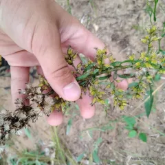 showy goldenrod thumbnail 2