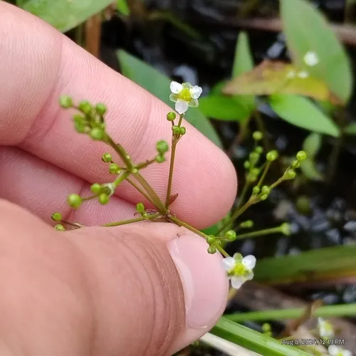 american water-plantain